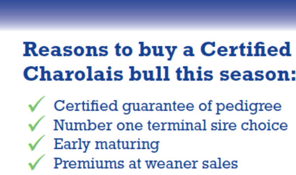 Reasons to buy Charolais no bull-387